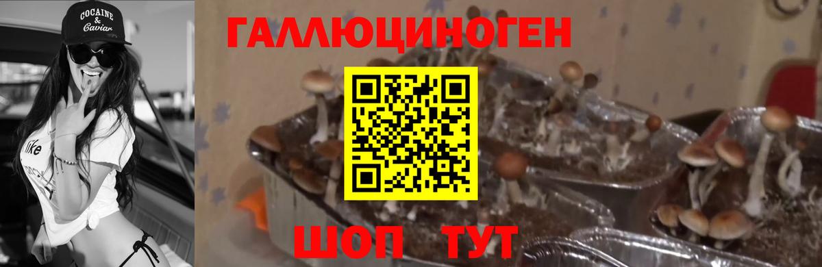 Галлюциногенные грибы Cubensis Апрелевка